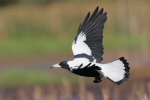 'Australian Magpie (C)William Betts 2017 birdlifephotography.org.au'