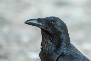 'Australian Raven (C)Lindsay Hansch 2017 birdlifephotography.org.au'