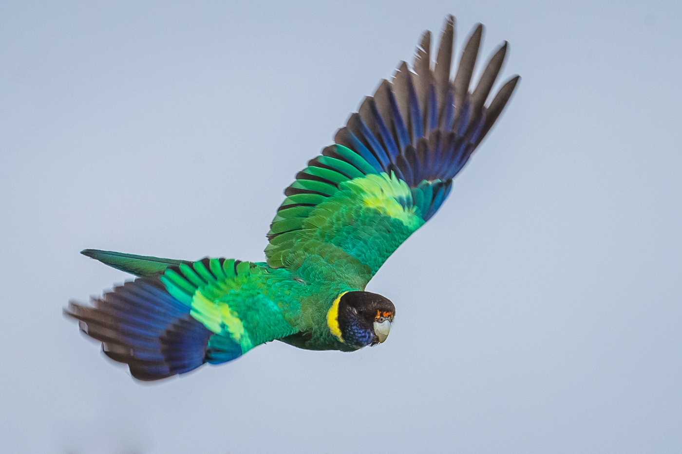 An Australian Ringneck Of The Western Race, Known As The Twenty-eight  Parrot, Photographed In A Forest Of South-Western Australia Stock Photo  Alamy