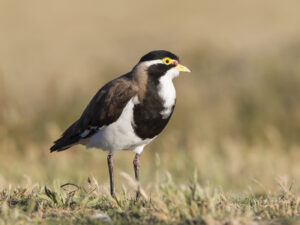'Banded Lapwing (C)John Barkla 2014 birdlifephotography.org.au'