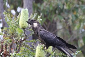 'Baudin's Black-Cockatoo (C)Diana Womersley 2014 birdlifephotography.org.au'