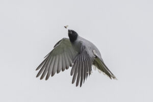 Black-faced Cuckoo-shrike 3 - Georgina Steytler