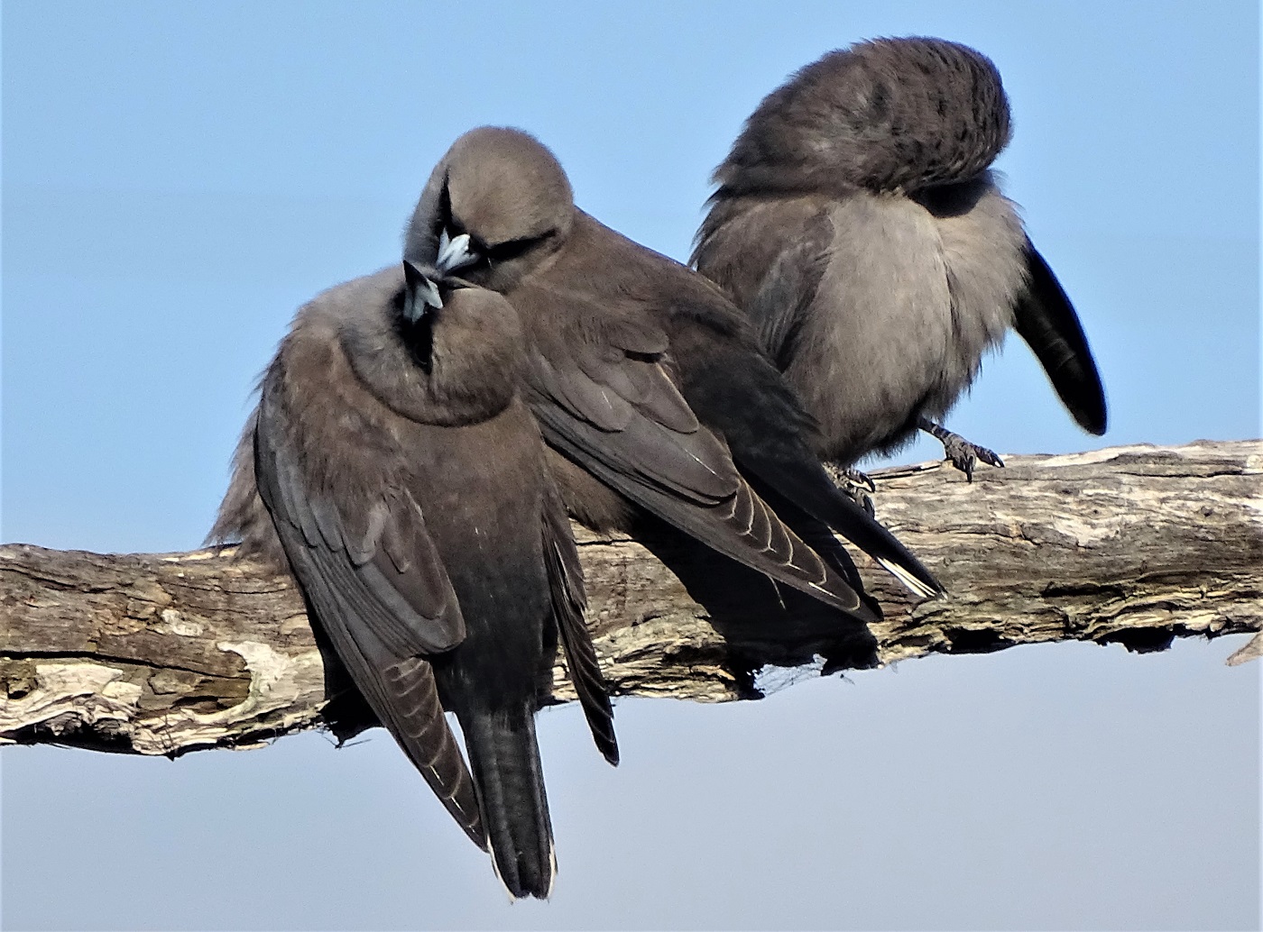 Black Faced Woodswallow ReWild Perth   Black Faced Woodswallow CAlan Burdett 2015 Birdlifephotography.org .au  