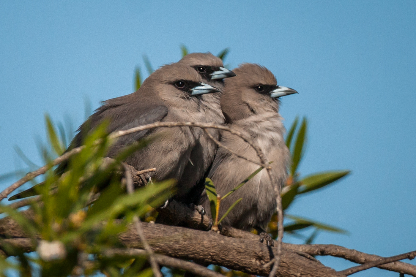 Black Faced Woodswallow ReWild Perth   Black Faced Woodswallow CGeorgina Steytler 2012 Birdlifephotography.org .au  