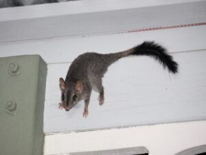 Brush-tailed Phascogale - Mark Gillow - Creative Commons