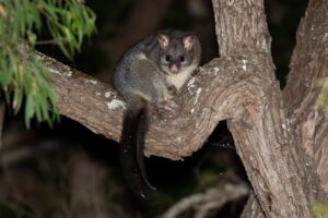 Brushtailed Possum - Ry Beaver (2)