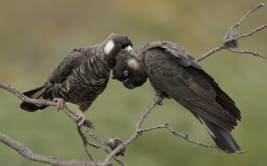 'Carnaby's Black-Cockatoo (C)Ian Wilson 2016 birdlifephotography.org.au'
