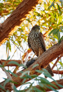 'Collared Sparrowhawk (C)Shane Baker 2018 birdlifephotography.org.au'