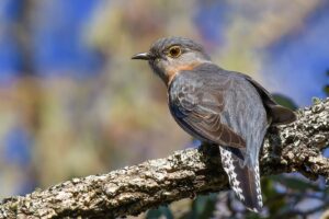 'Fan-tailed Cuckoo (C)Terence Alexander 2017 birdlifephotography.org.au'
