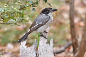 'Grey Butcherbird (C)Philip Karstadt 2019 birdlifephotography.org.au'