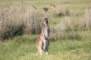 Grey Kangaroo - Whiteman Park (3)