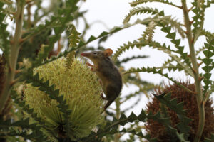 Honey Possum feeding in a Banksia.