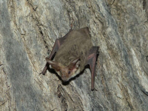 Lesser Long-eared Bat - James Booth (3)