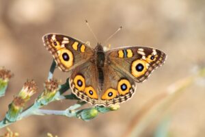 Meadow-Argus-Butterfly-Graham Possingham-ALA