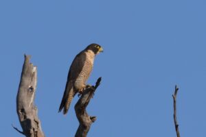 'Peregrine Falcon (C)William Betts 2017 birdlifephotography.org.au'