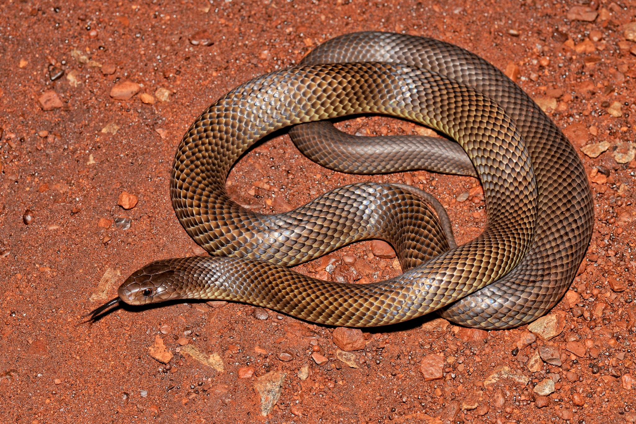 Mulga Snake • ReWild Perth
