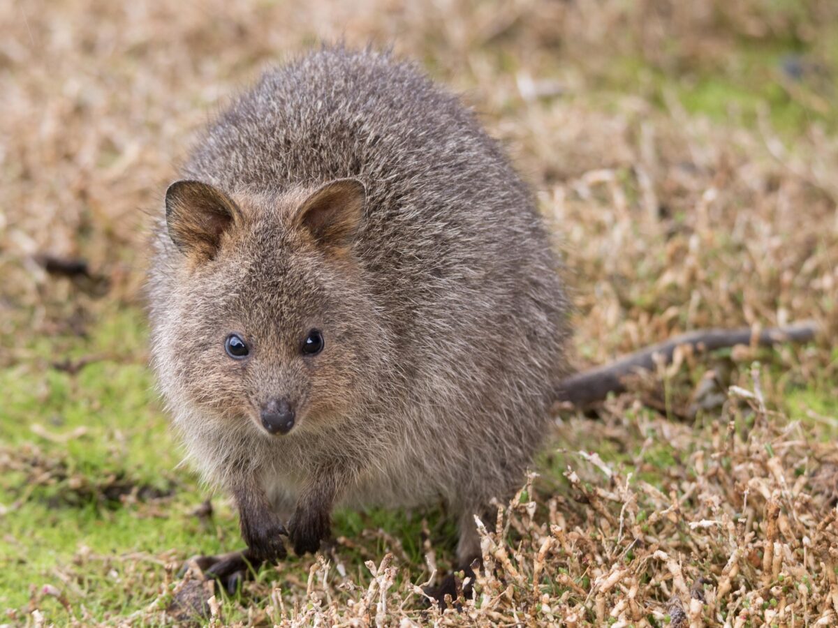 Quokka-Ry-Beaver-ALA-2-1200x900.jpg