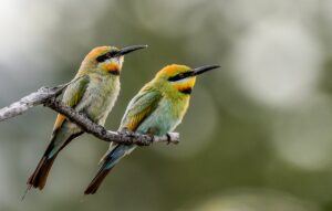 'Rainbow Bee-eater (C)Warren Bennett 2017 birdlifephotography.org.au'