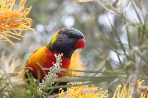 'Rainbow Lorikeet (C)Anna Browne 2018 birdlifephotography.org.au'
