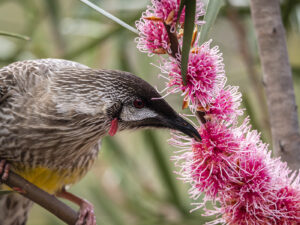 Red-Wattlebird-CGraham-Gall-2019-birdlifephotography.org_.au