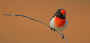 'Red-capped Robin (C)Ian Wilson 2019 birdlifephotography.org.au'
