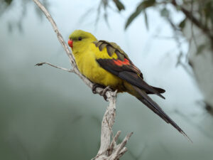 'Regent Parrot (C)Ian Wilson 2015 birdlifephotography.org.au'