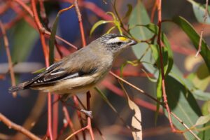 'Striated Pardalote (C)William Betts 2017 birdlifephotography.org.au'