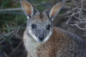 Tammar Wallaby (CC-BY-NC) Darcy Whittaker