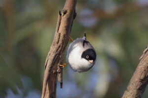 'Varied Sittella (C)William Betts 2018 birdlifephotography.org.au'