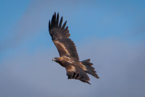 Wedge-tailed Eagle - Georgina Steytler