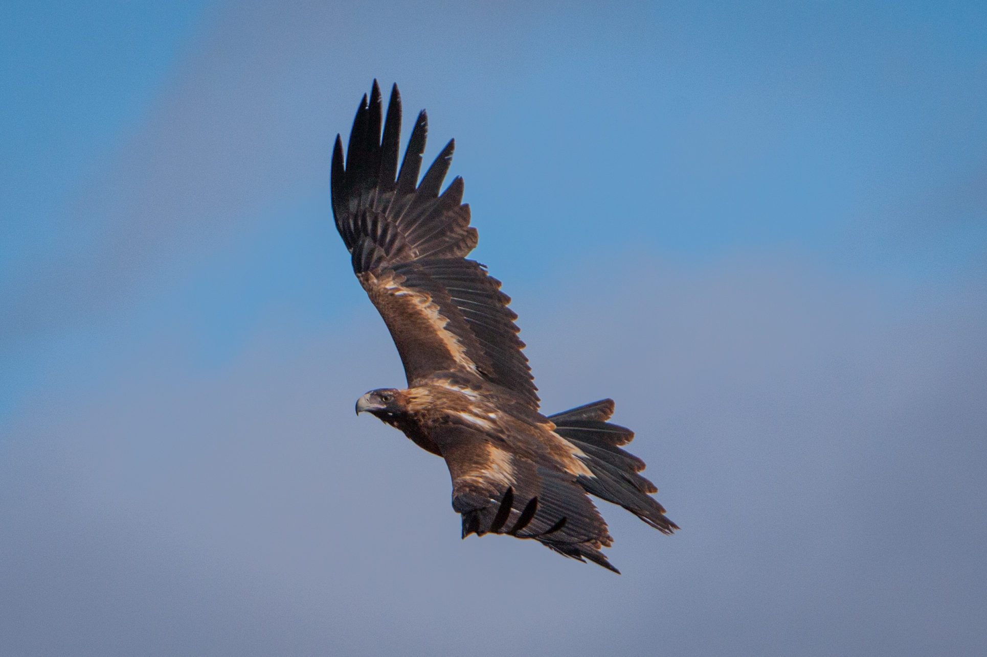 Wedge-tailed Eagle • ReWild Perth