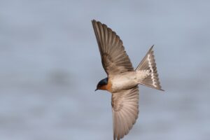 'Welcome Swallow (C)William Betts 2018 birdlifephotography.org.au'