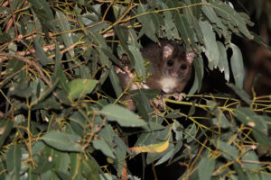 Western Ringtail Possum - Ry Beaver (3)