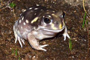 Western Spotted Frog - Joe Porter