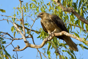 'Whistling Kite (C)George Pergaminelis 2011 birdlifephotography.org.au'