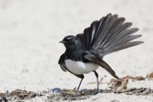 'Willie Wagtail (C)Con Duyvestyn 2018 birdlifephotography.org.au'