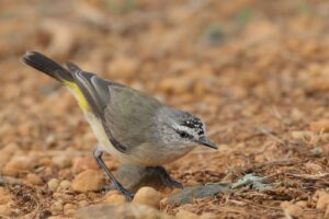 'Yellow-rumped Thornbill (C)William Betts 2017 birdlifephotography.org.au' 2