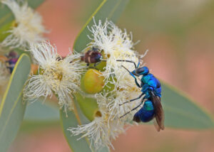Blue wasp, Toodyay, WA, G Steytler