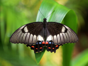 Papilio (Princeps) aegeus - Graham Winterflood (CC BY-SA 4.0)