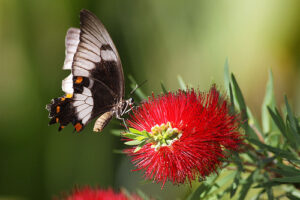 Papilio (Princeps) aegeus - Leo (CC BY-NC-SA 4.0)