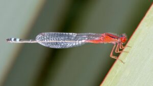 Xanthagrion erythroneurum - andrew_allen (CC BY-NC 4.0)