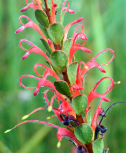Adenanthos obovatus (CC BY-NC 4.0) Cheryl Macaulay