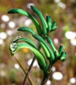 Anigozanthos viridis 1 - Bryony Fremlin