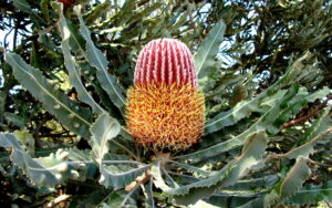 Banksia menziesii 1 - Bryony Fremlin