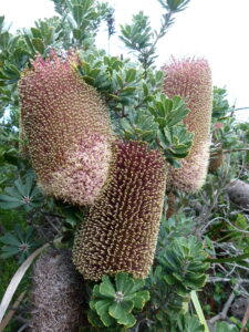 Banksia praemorsa (CC BY 4.0) botanygirl