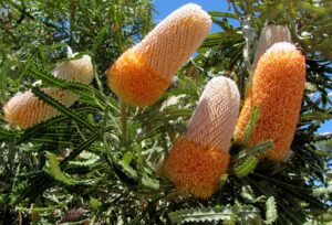 Banksia prionotes 1 - Bryony Fremlin