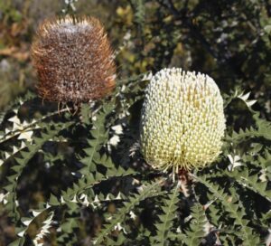 Banksia speciosa (CC BY 4.0) Ian McMaster