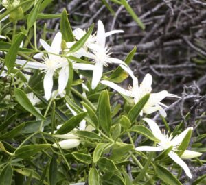Clematis pubescens (CC BY-NC 4.0) Ian McMaster