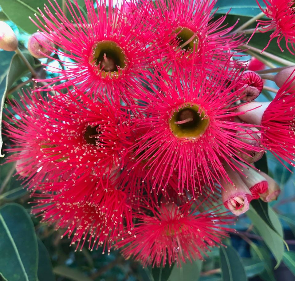 Red Flowering Gum • ReWild Perth