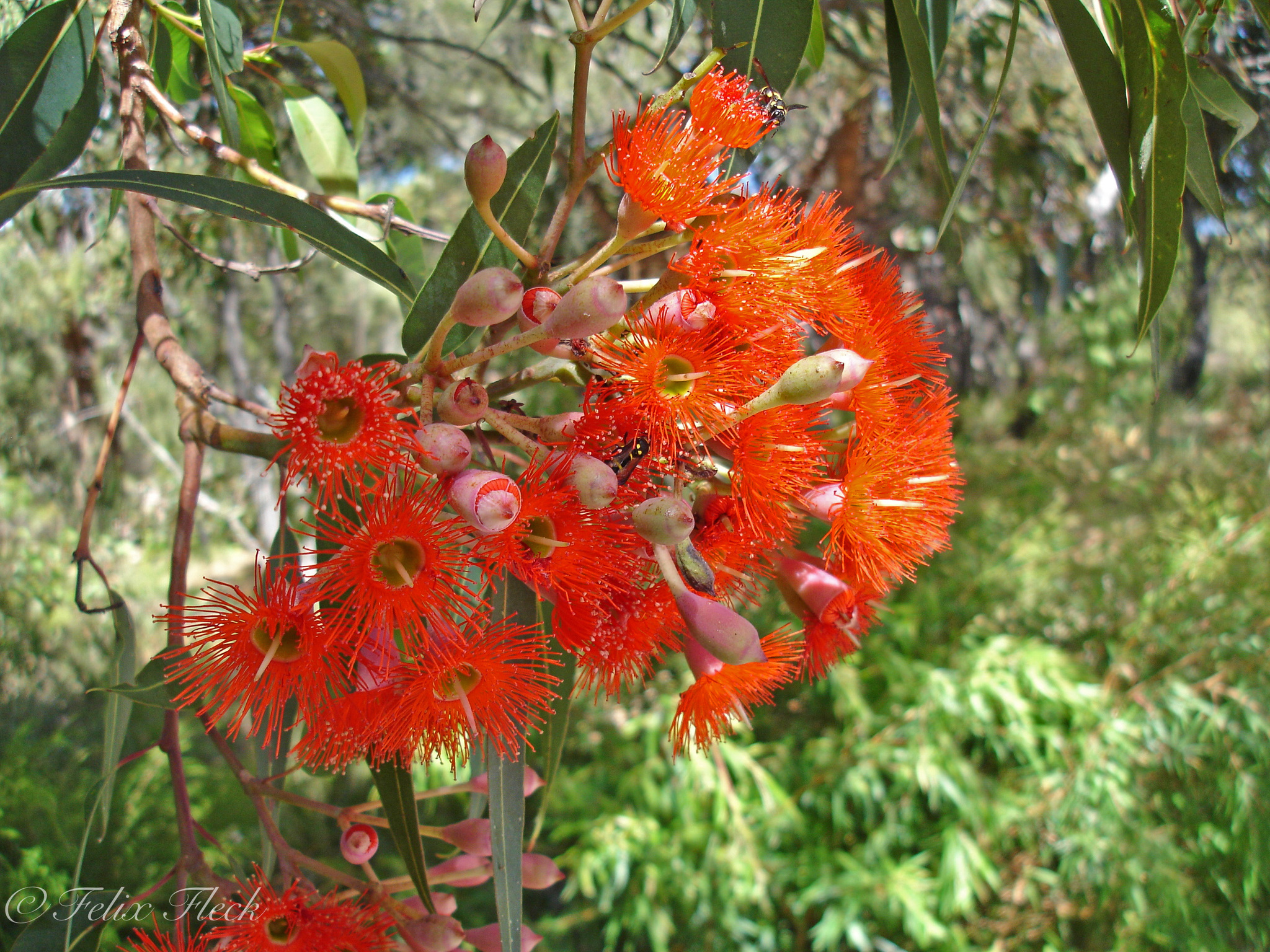 Red Flowering Gum - Corymbia Ficifolia